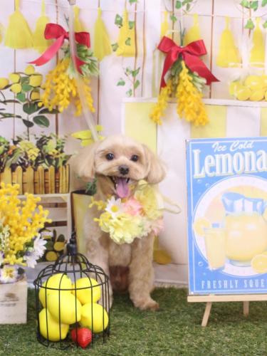 20240416ショコラくん